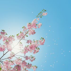 王者动漫美女被操视频
